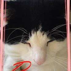 Blanding af racer Rosa FR <3