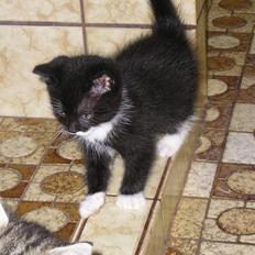 Blanding af racer Sorteper *Forsvundet!*