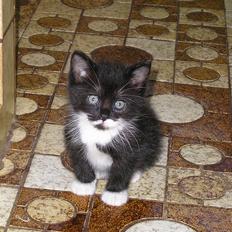 Blanding af racer Sorteper *Forsvundet!*