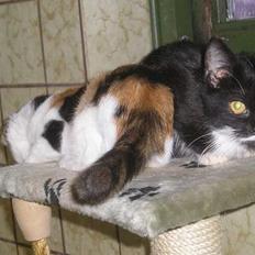 Blanding af racer Sorteper *Forsvundet!*