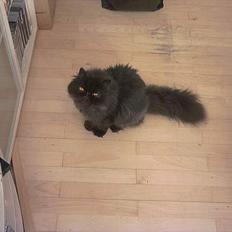 Perser Dressed in black 