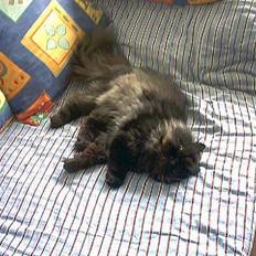 Perser Dressed in black 