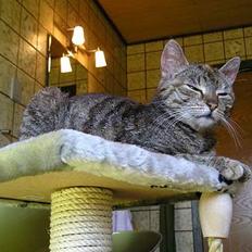 Blanding af racer Piv