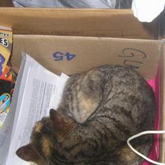 Blanding af racer Piv