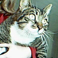 Huskat Celestin (himmelkat)