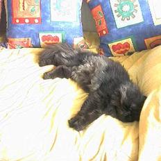 Perser Dressed in black 