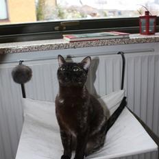 Burmeser Cleopatra  <3