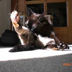 Burmeser Cleopatra  <3