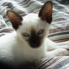 Siameser Anthon Berg