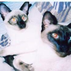 Siameser Anthon Berg