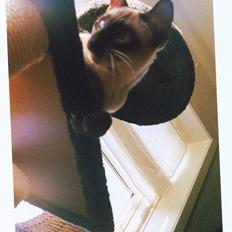 Siameser Anthon Berg