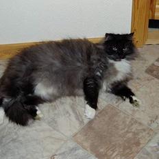 Norsk Skovkat Dansbjergs Monty