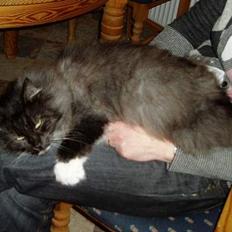 Norsk Skovkat Dansbjergs Monty