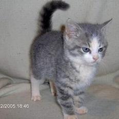 Huskat Cille