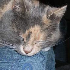 Blanding af racer Fister