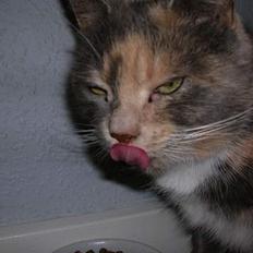 Blanding af racer Fister