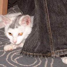 Huskat ** Killer ** (Bortløbet)