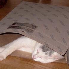 Huskat ** Killer ** (Bortløbet)