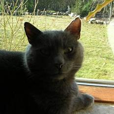 Blanding af racer Pelle