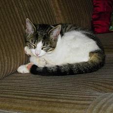 Blanding af racer gismo