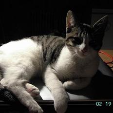 Blanding af racer gismo