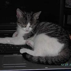 Blanding af racer gismo