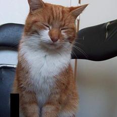 Huskat Jerry c",)
