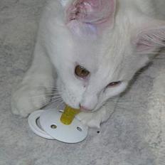 Norsk Skovkat Felix (bortløbet okt.08)