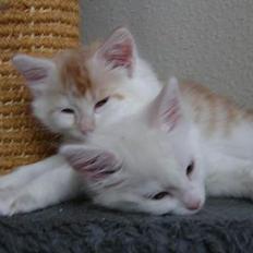 Norsk Skovkat Felix (bortløbet okt.08)