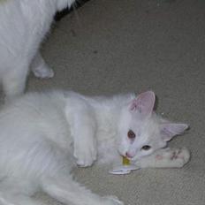 Norsk Skovkat Felix (bortløbet okt.08)