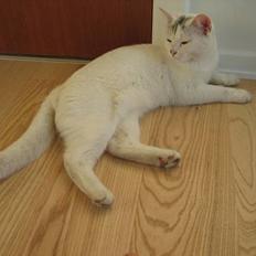 British Shorthair Mis-Mimi