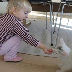 British Shorthair Mis-Mimi