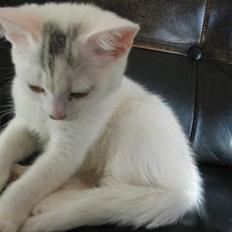 British Shorthair Mis-Mimi