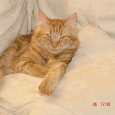 Blanding af racer Taz (Fået nyt hjem)