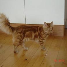 Blanding af racer Taz (Fået nyt hjem)