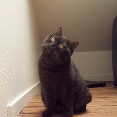 British Shorthair lullu