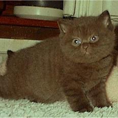 British Shorthair lullu