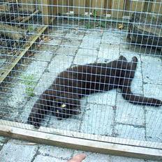 British Shorthair lullu