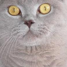 British Shorthair coco