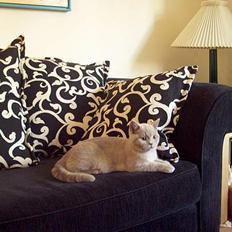 British Shorthair coco