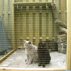 British Shorthair coco