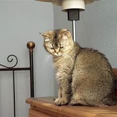 British Shorthair gigi