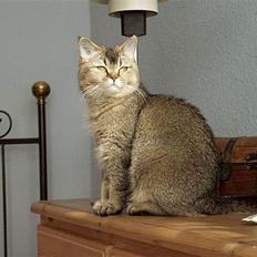 British Shorthair gigi