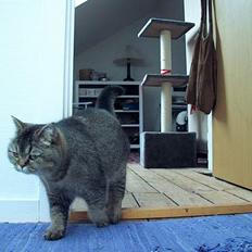 British Shorthair gigi