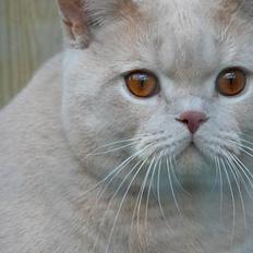 British Shorthair urban