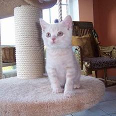 British Shorthair urban