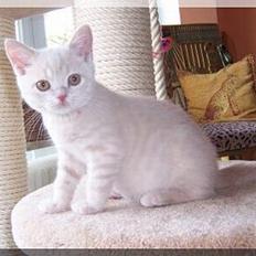 British Shorthair urban