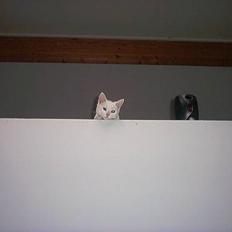 Blanding af racer Lotus R.I.P