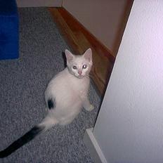 Blanding af racer Lotus R.I.P