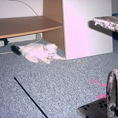 Blanding af racer Lotus R.I.P